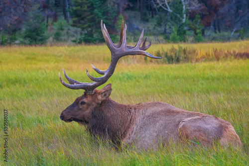 Wallpaper Mural The elk (Cervus canadensis), also known as the wapiti, is one of the largest species within the deer family, Cervidae. Torontodigital.ca