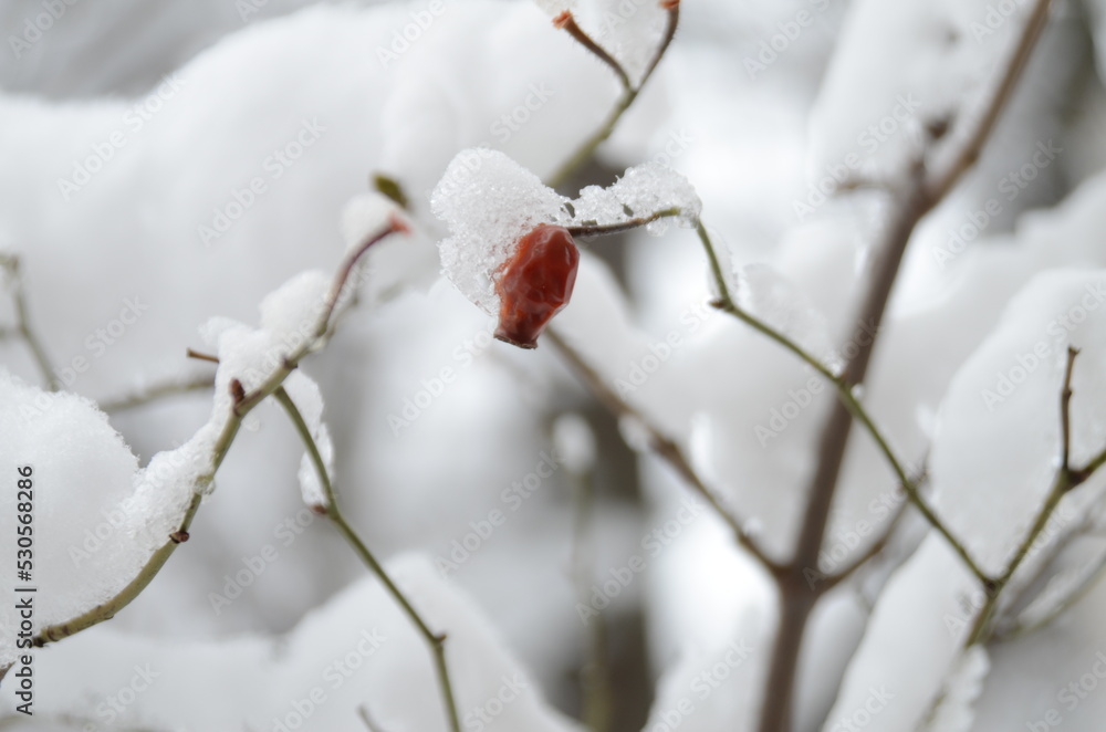 winter, white snow in the yard, all the trees are covered with snow, a branch of a rose bush is covered with snow, a rose bush in the snow