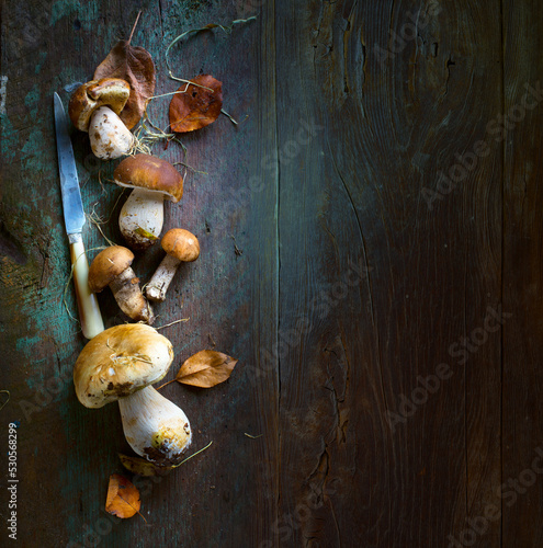 Art beautiful autumn cooking background; seasoning forest organic porcini Mushroom;