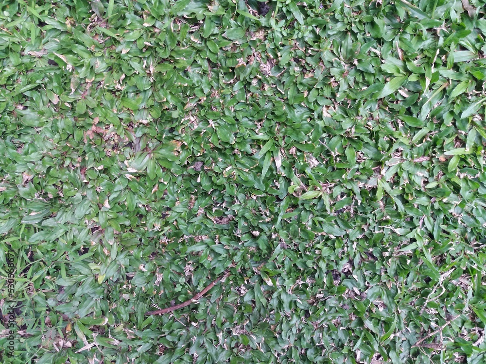 Grass texture in the garden Grass texture in the garden