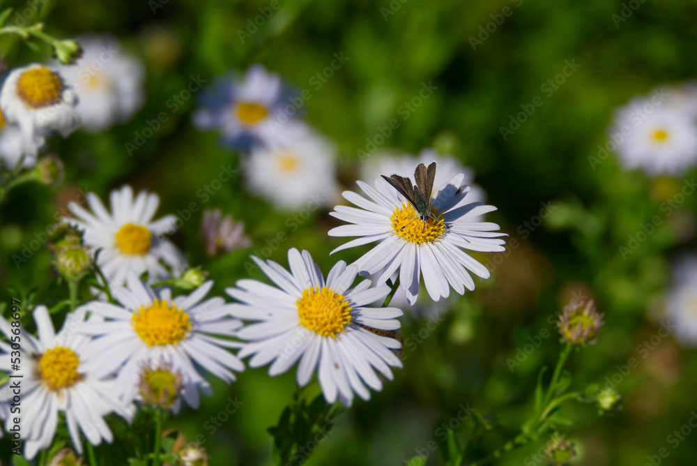 Male Sooty Copper (Lycaena tityrus) butterfly sitting on a daisy in Zurich, Switzerland