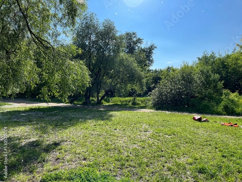 summer sunny day, green trees, poplar fluff