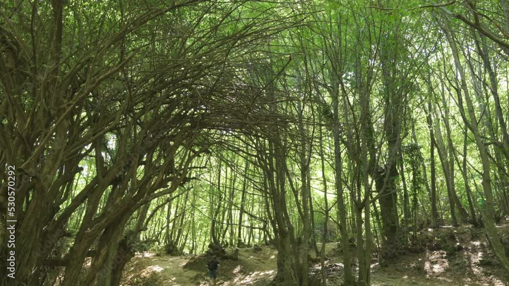 Man doing sports in the forest.
The man is running in the forest.
