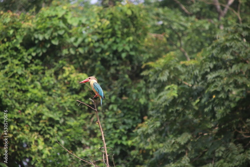 Nepalese King Fisher colorful bird on branch in Chitwan National Park