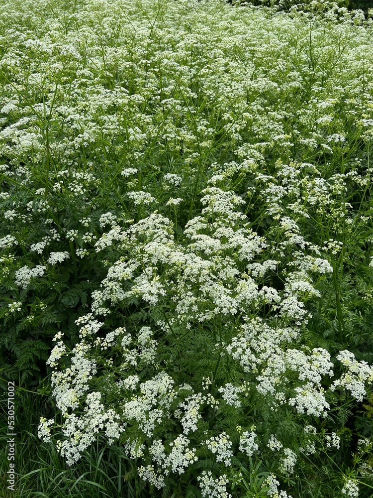 Beautiful hemlock plants with white flower outdoors Beautiful hemlock plants with white flower outdoors