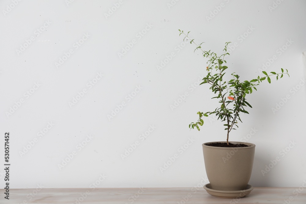 Fototapeta premium Pomegranate plant with green leaves in pot on wooden table near white wall, space for text