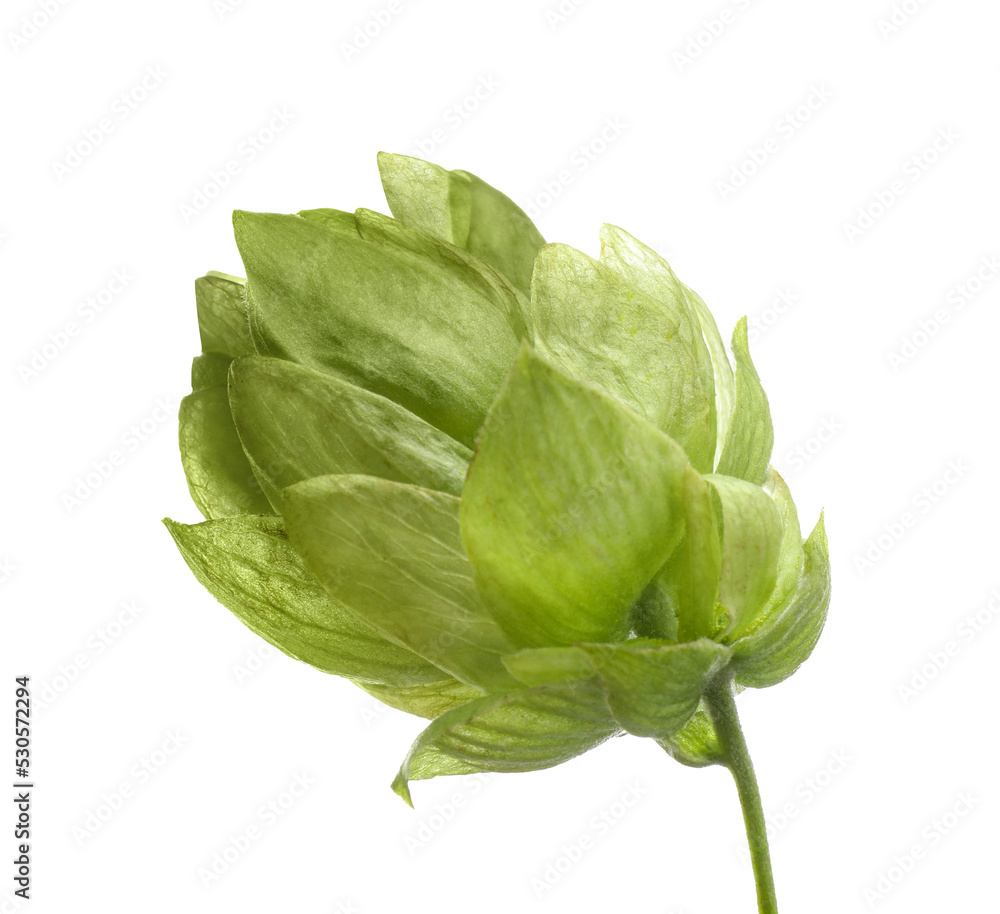 Fresh green hop flower isolated on white Fresh green hop flower isolated on white