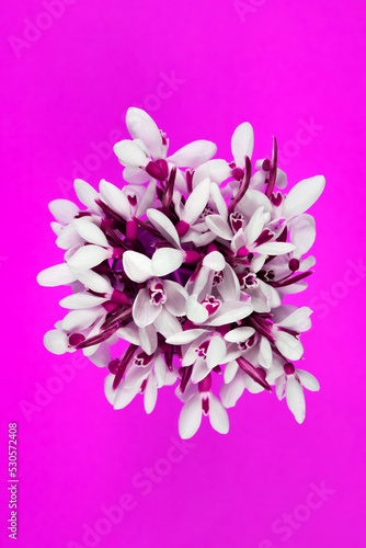 Bouquet of tender snowdrops on a purple background. Vertical image, top view. © Алекс Ренко