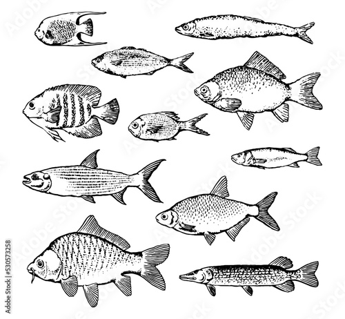 fish print fishing aquarium