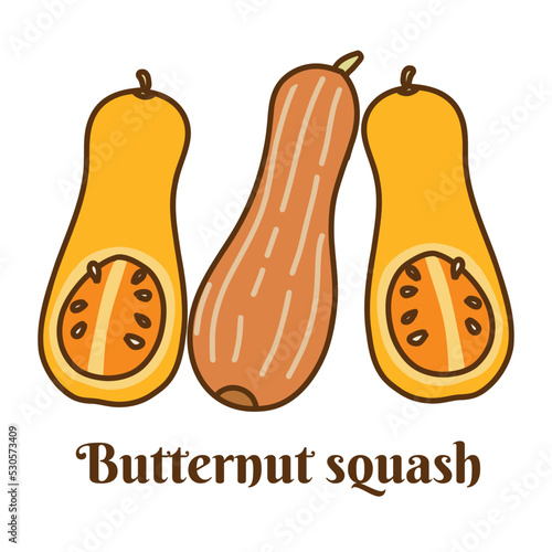 Hand drawn vector illustration of butternut squash isolated on white background.