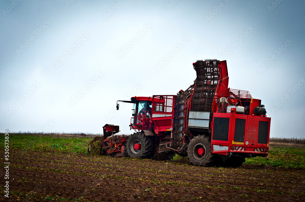 Fototapeta premium Agricultural vehicle harvesting sugar beet