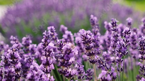 Blooming lavender field during the rain. Drops fall on lavender flowers in slow motion. Focus changes from far to near.