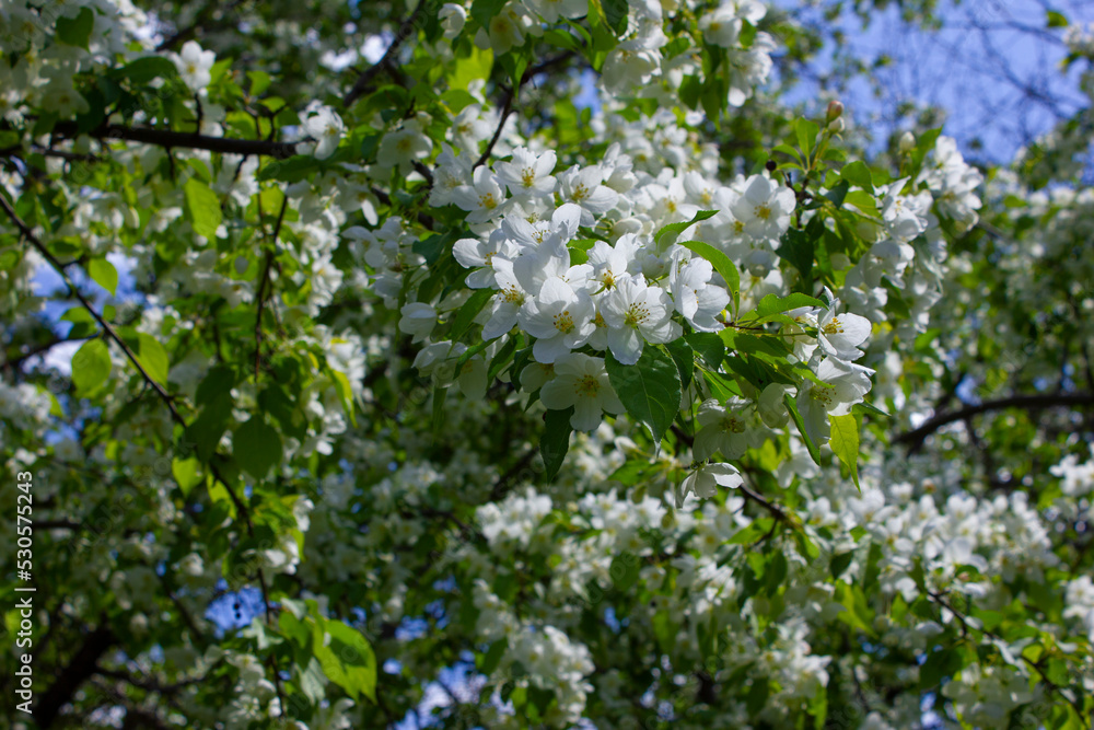 Blossoming apple tree