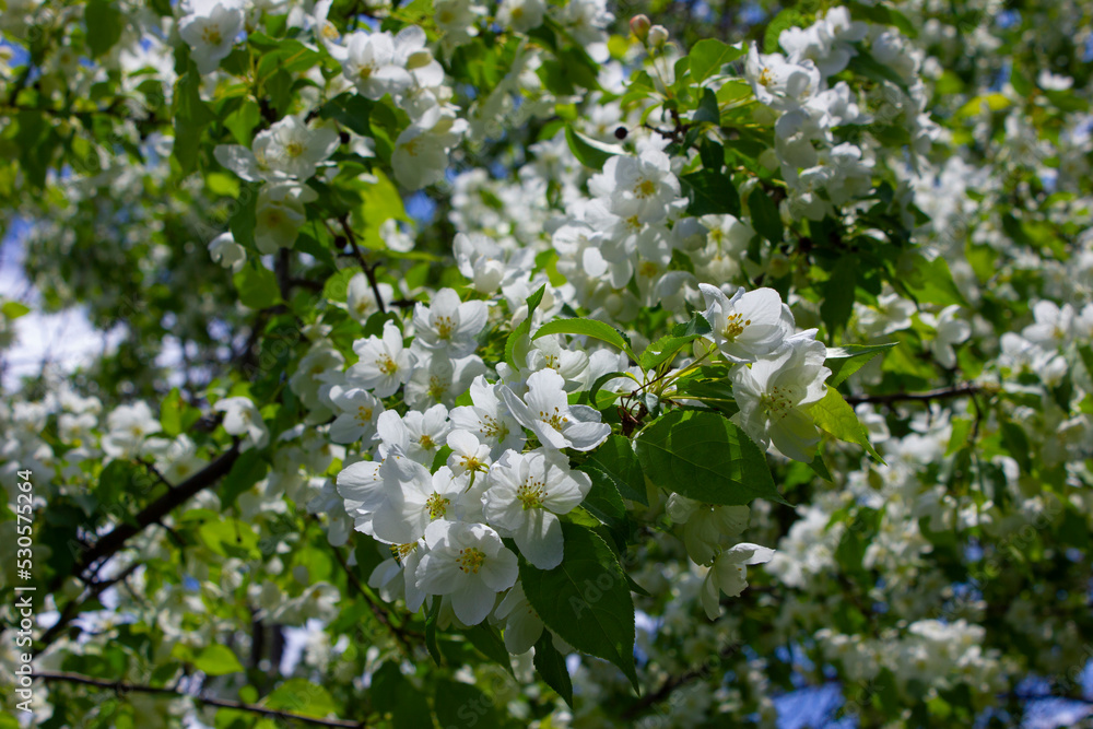 Blossoming apple tree Blossoming apple tree