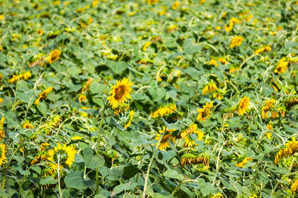 Yellow sunflowers in the field Yellow sunflowers in the field