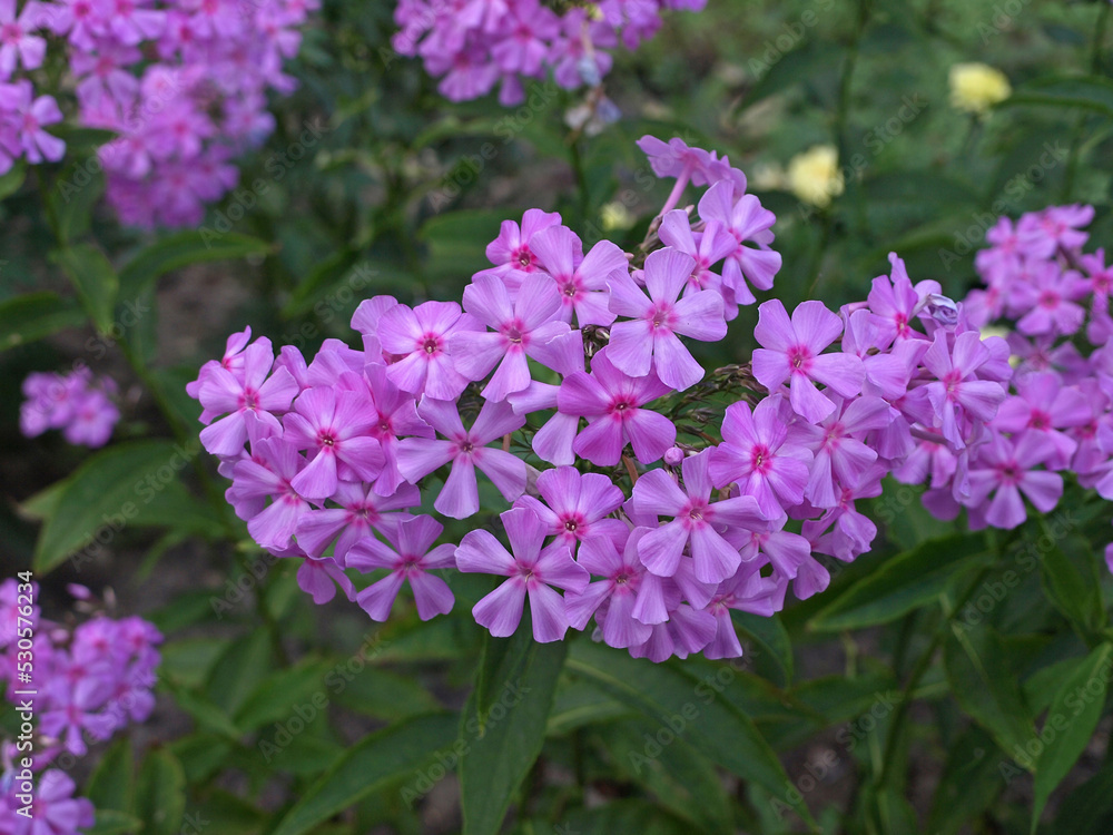 Pink phlox blooming, flower garden Pink phlox blooming, flower garden