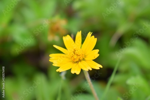 Small yellow flowers that are herbaceous plants.  Nature images are used as backgrounds.