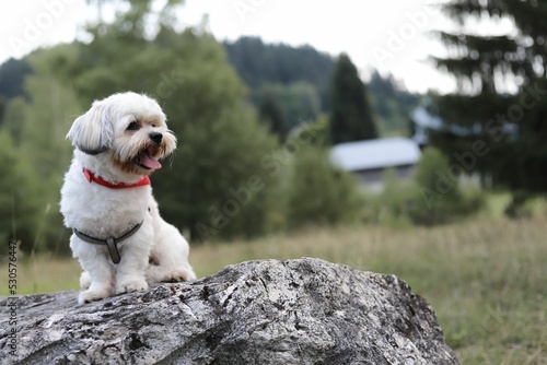 Canvastavla White Bichon Havanese dog with a leash sitting on a big rock in a meadow