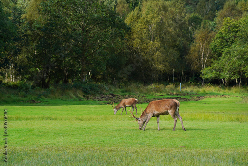 A stag of Scottish red deer eating grass