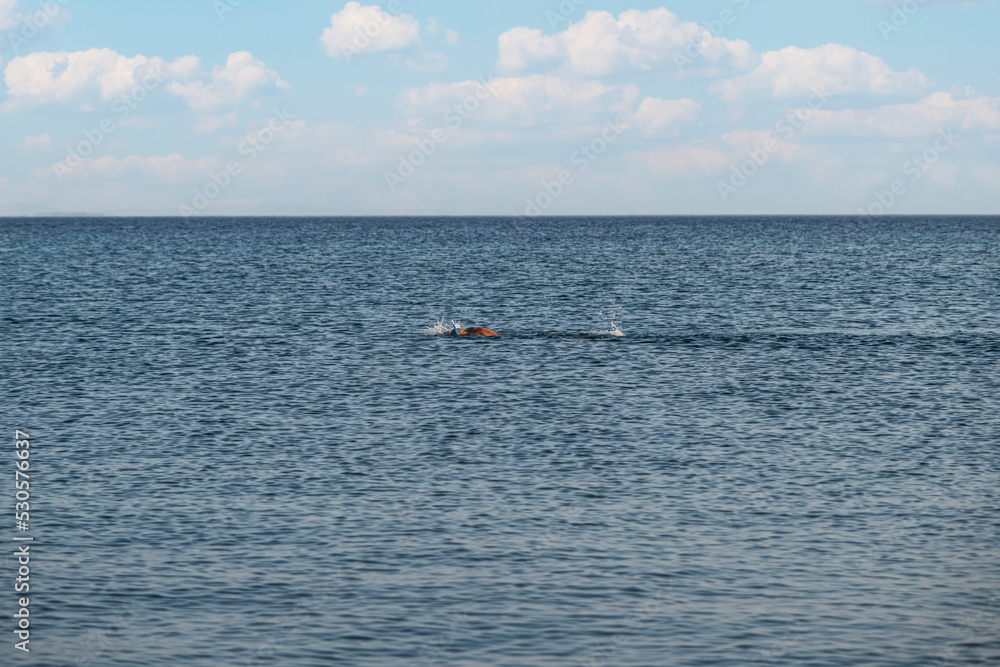 the only man swimming in the calm and calm sea. Selective Focus swimmer. the only man swimming in the calm and calm sea. Selective Focus swimmer.