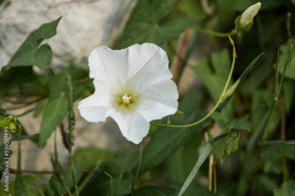 Calystegia sepium. The plant bindweed grows in the wild. Herbaceous vine and flowering plant in the family Convolvulaceae. Calystegia sepium. The plant bindweed grows in the wild. Herbaceous vine and flowering plant in the family Convolvulaceae.
