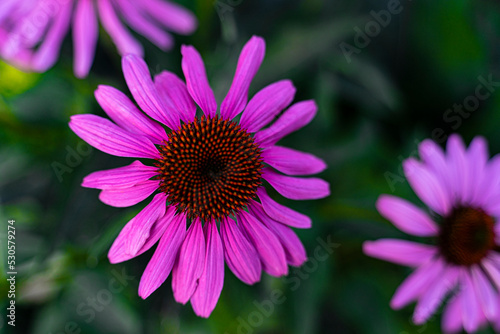 Echinacea purpurea copy space. Vegetable background macro texture Photo of good quality