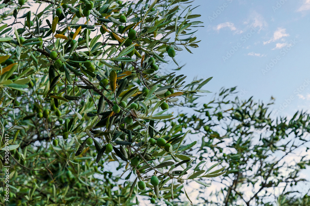 olive tree in the Aegean. unripe olives on the branch. olive tree in the Aegean. unripe olives on the branch.