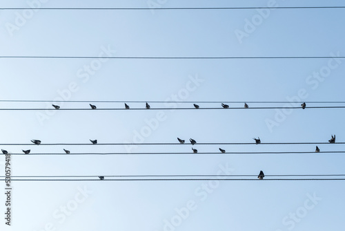 Magpie birds lined up on electrical wires. Selective Focus Birds