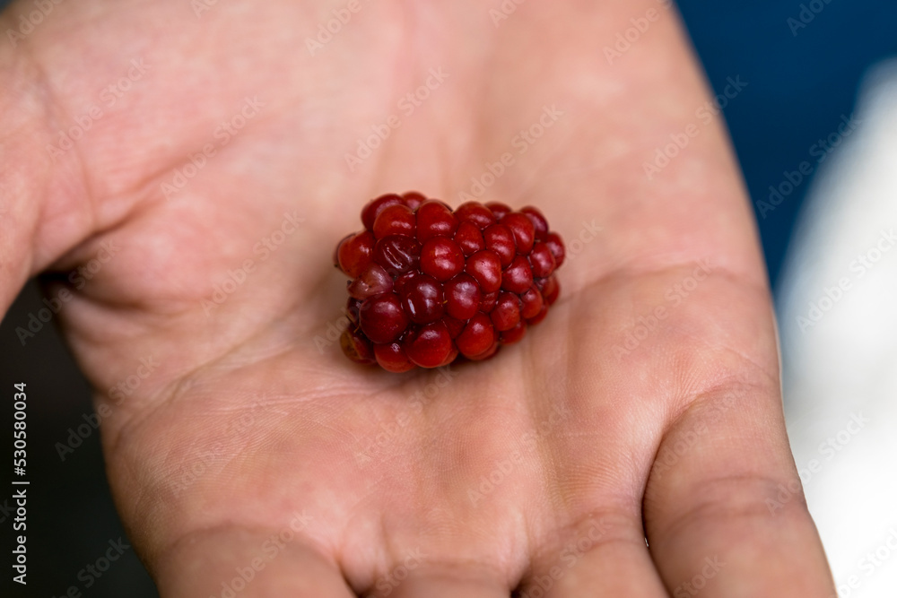 Red unripe blackberry fruit in a hand. Selected focus red blackberry. Red unripe blackberry fruit in a hand. Selected focus red blackberry.