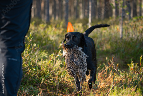 Beautiful Labrador retriever carrying a shot down bird to its owner