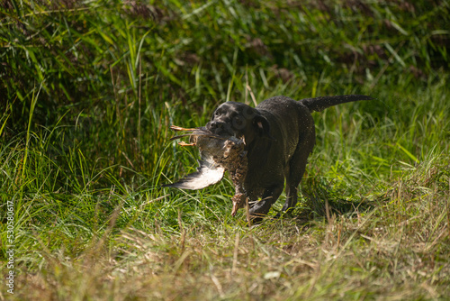 Beautiful Labrador retriever carrying a shot down bird to its owner