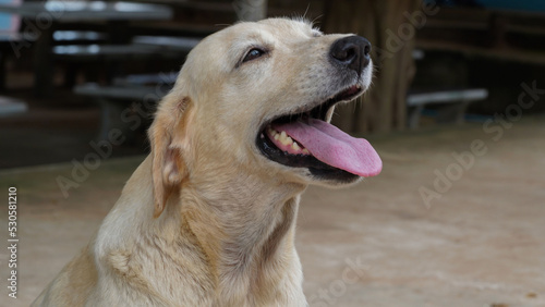 A beautiful and cute Golden Retriever is sitting smiling. Labrador, purebred dog. Super cute.