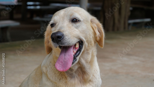 A beautiful and cute Golden Retriever is sitting smiling. Labrador, purebred dog. Super cute.
