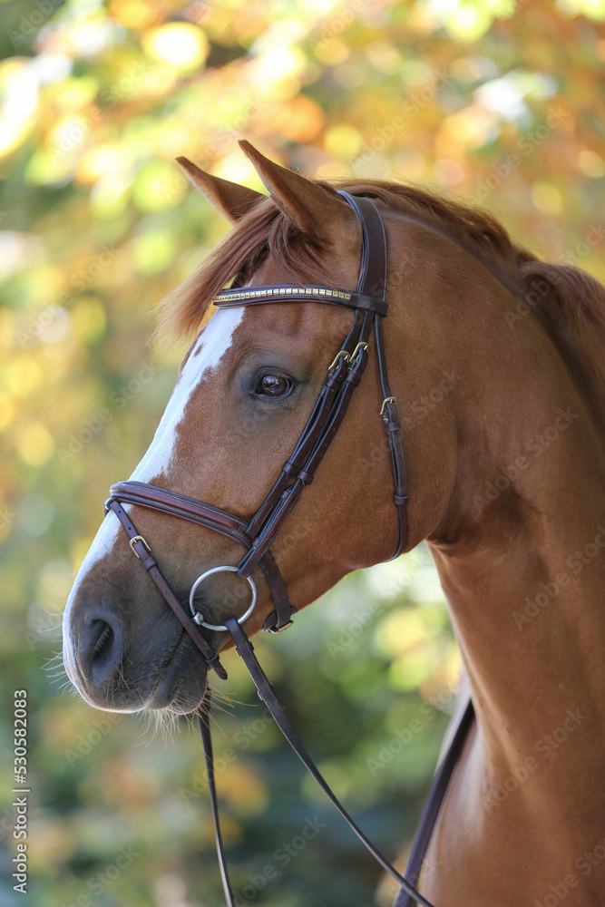 Obraz premium A beautiful brown horse, Gotland Sweden.