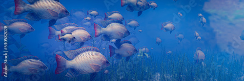 Obraz na płótnie Flocks of fish swim in groups, the underwater circle is shining down