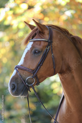 A beautiful brown horse, Gotland Sweden.