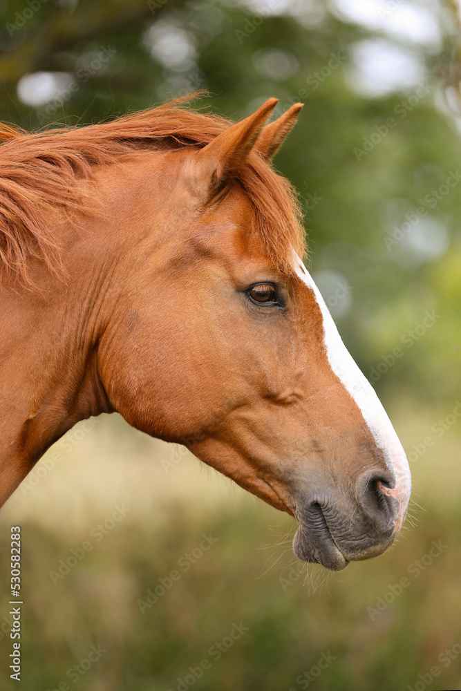 A beautiful brown horse, Gotland Sweden. A beautiful brown horse, Gotland Sweden.