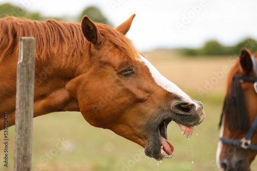 A funny closeup of a horse in a paddock, Gotland Sweden.