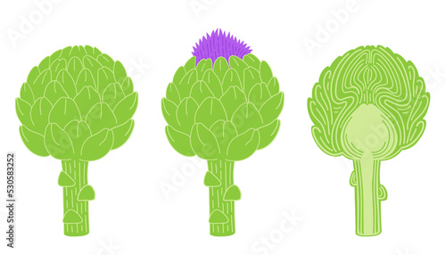 Flowering artichoke and cut artichoke flat vector botanical illustration. Green vegetables healthy food clipart