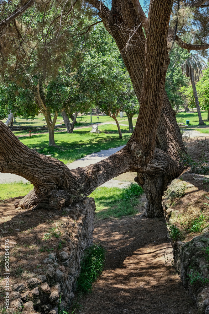 TREES IN ASHKELON NATIONAL PARK IN ISRAEL TREES IN ASHKELON NATIONAL PARK IN ISRAEL