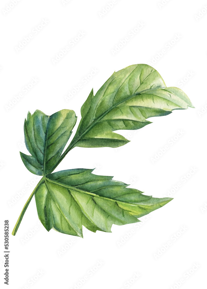 Beautiful leaf botanical drawings on a white isolated background. Watercolor illustration Beautiful leaf botanical drawings on a white isolated background. Watercolor illustration