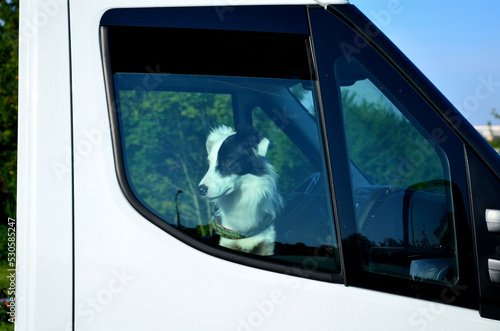 Do not leave pets in the car, they risk overheating and death. always leave the windows open. driver with his dog in truck, van, cabin inside. the collar looks out and waits © Michal