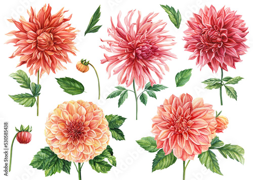 Fotografie Multicolored beautiful flowers