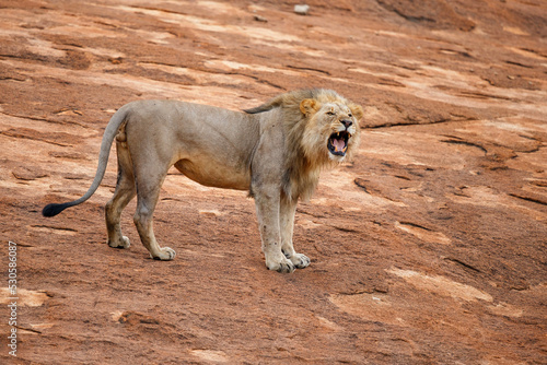 Male lion standing on a rock plateau in Nkomazi Game Reserve in Kwa Zulu Natal in South Africa with copy space photo