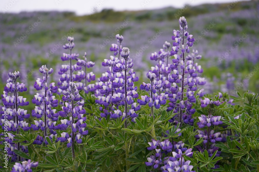 Obraz premium lupine łubin purple flower iceland 