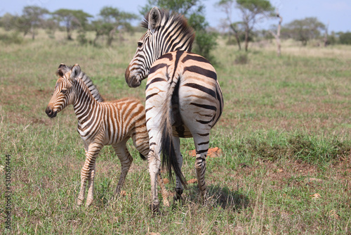 Steppenzebra   Burchell s Zebra   Equus burchellii