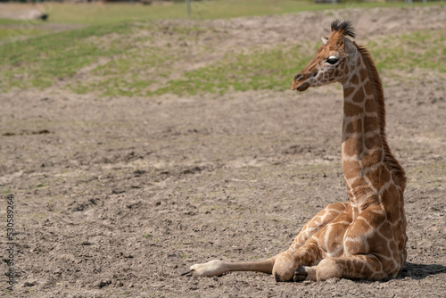 head of a baby giraffe photo