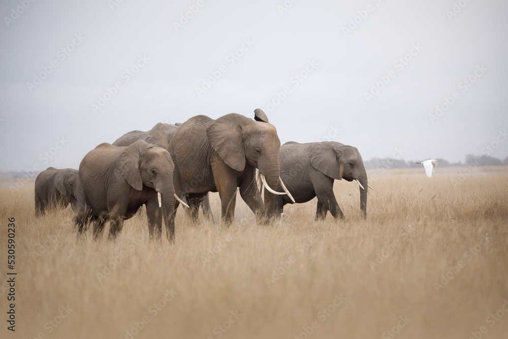 Obraz premium Elephants in the savannah