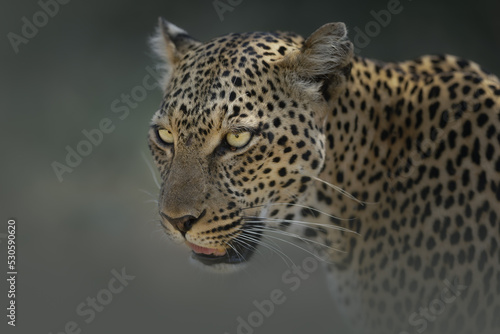 Photography Close-up portrait of a Leopard, Panthera pardus
