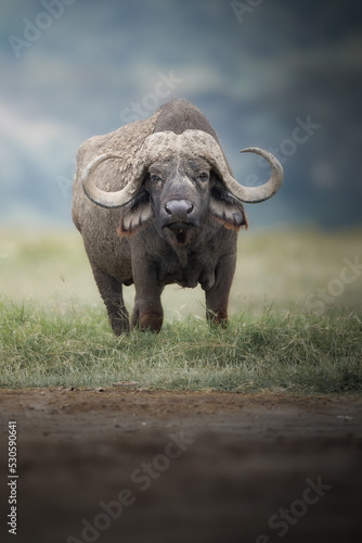 Portrait of a Buffalo  Syncerus caffer